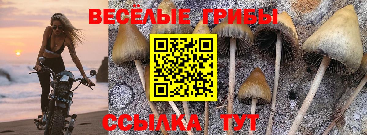 Псилоцибиновые грибы GOLDEN TEACHER  Вход с VPN  Чистополь 